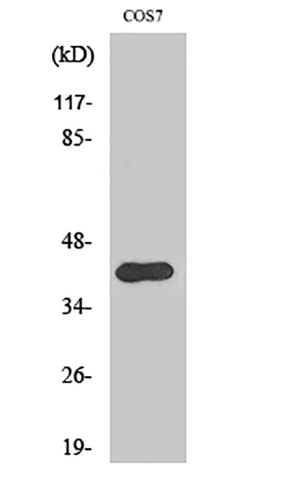 Crk II (phospho Tyr221) Rabbit Polyclonal Antibody | 兔多抗 | EnkiLife恩玑生命