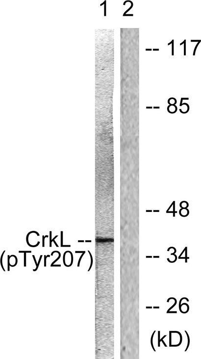 Crk-L (phospho Tyr207) Rabbit Polyclonal Antibody | 兔多抗 | EnkiLife恩玑生命