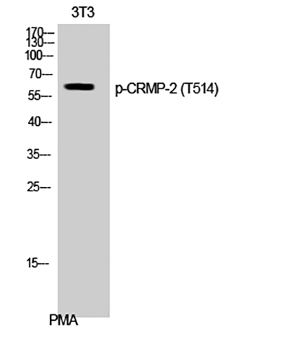 CRMP-2 (phospho Thr514) Rabbit Polyclonal Antibody | 兔多抗 | EnkiLife恩玑生命