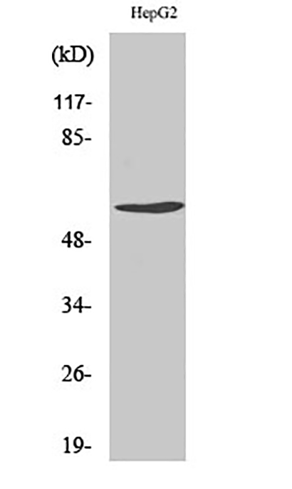 Cyclin B1 (phospho Ser126) Rabbit Polyclonal Antibody | 兔多抗 | EnkiLife恩玑生命