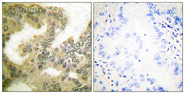 Cyclin D3 (phospho Thr283) Rabbit Polyclonal Antibody | 兔多抗 | EnkiLife恩玑生命