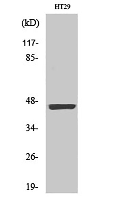 Cytokeratin 18 (phospho Ser33) Rabbit Polyclonal Antibody | 兔多抗 | EnkiLife恩玑生命