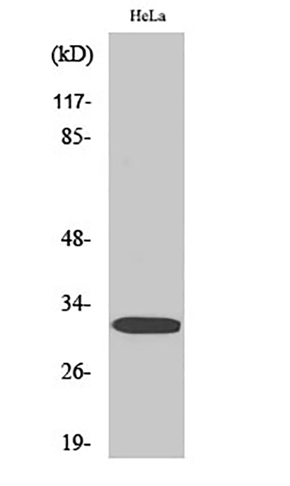 DARPP-32 (phospho Thr75) Rabbit Polyclonal Antibody | 兔多抗 | EnkiLife恩玑生命