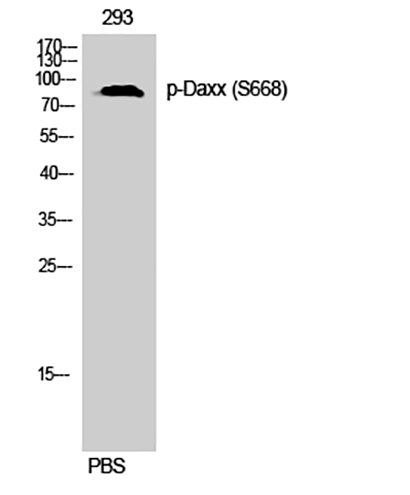Daxx (phospho Ser668) Rabbit Polyclonal Antibody | 兔多抗 | EnkiLife恩玑生命