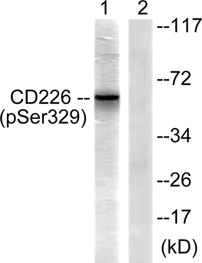 DNAM-1 (phospho Ser329) Rabbit Polyclonal Antibody | 兔多抗 | EnkiLife恩玑生命