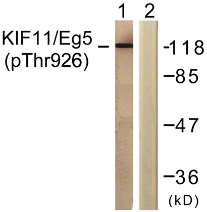 Eg5 (phospho Thr926) Rabbit Polyclonal Antibody | 兔多抗 | EnkiLife恩玑生命