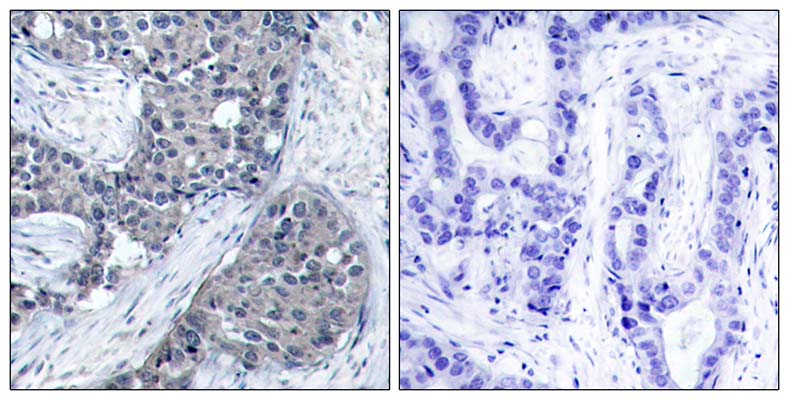 eIF4E (phospho Ser209) Rabbit Polyclonal Antibody | 兔多抗 | EnkiLife恩玑生命