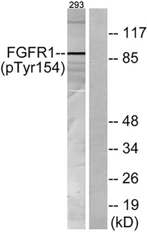 Flg (phospho Tyr154) Rabbit Polyclonal Antibody | 兔多抗 | EnkiLife恩玑生命