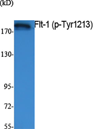 Flt-1 (phospho Tyr1213) Rabbit Polyclonal Antibody | 兔多抗 | EnkiLife恩玑生命