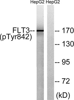 Flt-3 (phospho Tyr842) Rabbit Polyclonal Antibody | 兔多抗 | EnkiLife恩玑生命