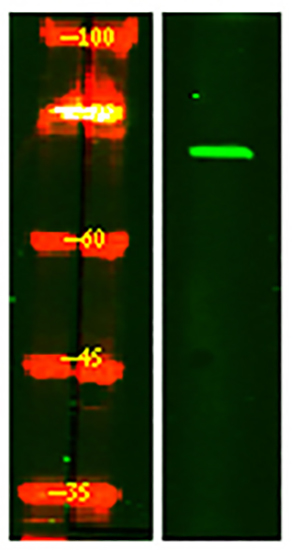 FRS2-α (phospho-Tyr196) Rabbit Polyclonal Antibody | 兔多抗 | EnkiLife恩玑生命