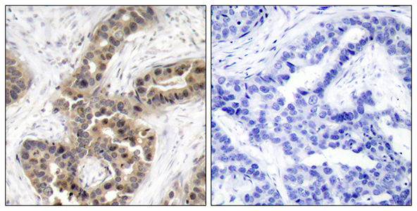G3BP1 (phospho Ser232) Rabbit Polyclonal Antibody | 兔多抗 | EnkiLife恩玑生命