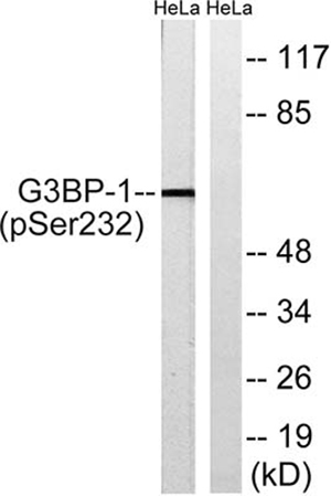 G3BP1 (phospho Ser232) Rabbit Polyclonal Antibody | 兔多抗 | EnkiLife恩玑生命