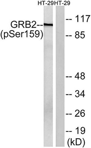 Gab 2 (phospho Ser159) Rabbit Polyclonal Antibody | 兔多抗 | EnkiLife恩玑生命