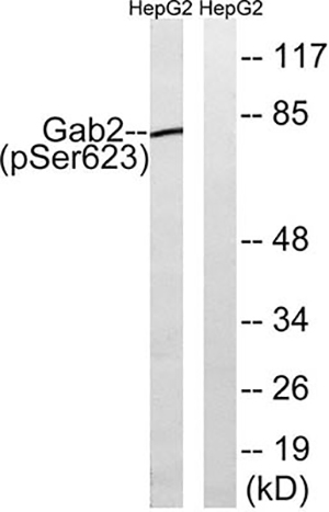 Gab 2 (phospho Ser623) Rabbit Polyclonal Antibody | 兔多抗 | EnkiLife恩玑生命