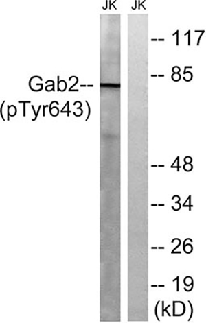 Gab 2 (phospho Tyr643) Rabbit Polyclonal Antibody | 兔多抗 | EnkiLife恩玑生命