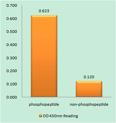 GRK 2 (phospho Ser29) Rabbit Polyclonal Antibody | 兔多抗 | EnkiLife恩玑生命