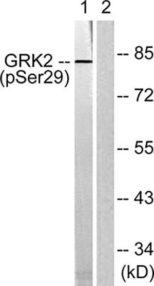 GRK 2 (phospho Ser29) Rabbit Polyclonal Antibody | 兔多抗 | EnkiLife恩玑生命