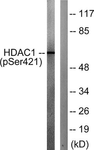 HDAC1 (phospho Ser421) Rabbit Polyclonal Antibody | 兔多抗 | EnkiLife恩玑生命