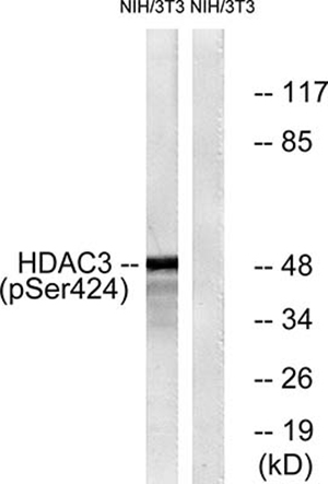 HDAC3 (phospho Ser424) Rabbit Polyclonal Antibody | 兔多抗 | EnkiLife恩玑生命