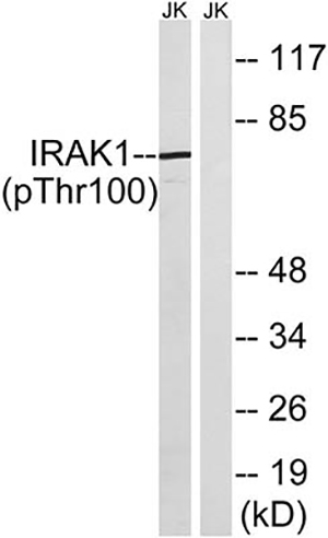 IRAK-1 (phospho Thr100) Rabbit Polyclonal Antibody | 兔多抗 | EnkiLife恩玑生命
