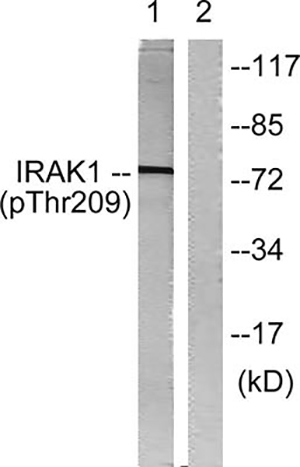 IRAK-1 (phospho Thr209) Rabbit Polyclonal Antibody | 兔多抗 | EnkiLife恩玑生命
