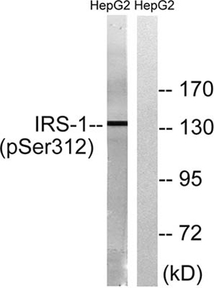 IRS-1 (phospho Ser312) Rabbit Polyclonal Antibody | 兔多抗 | EnkiLife恩玑生命