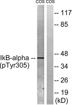 IκB-α (phospho Tyr305) Rabbit Polyclonal Antibody | 兔多抗 | EnkiLife恩玑生命
