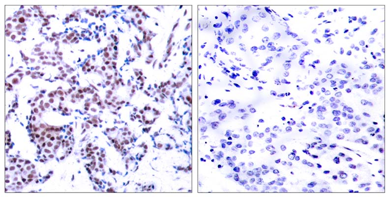 Jun B (phospho Ser259) Rabbit Polyclonal Antibody | 兔多抗 | EnkiLife恩玑生命