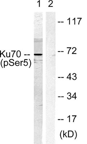 Ku-70 (phospho Ser5) Rabbit Polyclonal Antibody | 兔多抗 | EnkiLife恩玑生命