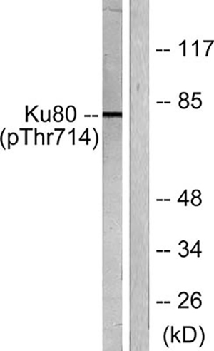 Ku-80 (phospho Thr714) Rabbit Polyclonal Antibody | 兔多抗 | EnkiLife恩玑生命