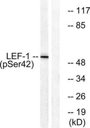 LEF-1 (phospho Ser42) Rabbit Polyclonal Antibody | 兔多抗 | EnkiLife恩玑生命