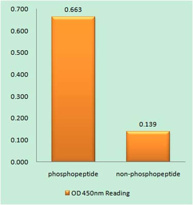 Lyn (phospho Tyr508) Rabbit Polyclonal Antibody | 兔多抗 | EnkiLife恩玑生命