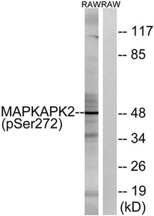 MAPKAPK-2 (phospho Ser272) Rabbit Polyclonal Antibody | 兔多抗 | EnkiLife恩玑生命