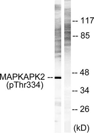 MAPKAPK-2 (phospho Thr334) Rabbit Polyclonal Antibody | 兔多抗 | EnkiLife恩玑生命