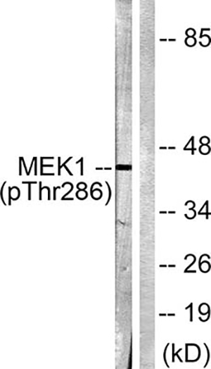 MEK-1 (phospho Thr286) Rabbit Polyclonal Antibody | 兔多抗 | EnkiLife恩玑生命