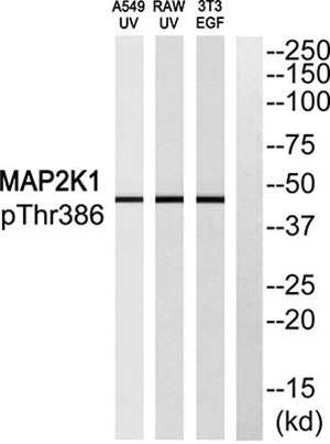 MEK-1 (phospho Thr386) Rabbit Polyclonal Antibody | 兔多抗 | EnkiLife恩玑生命