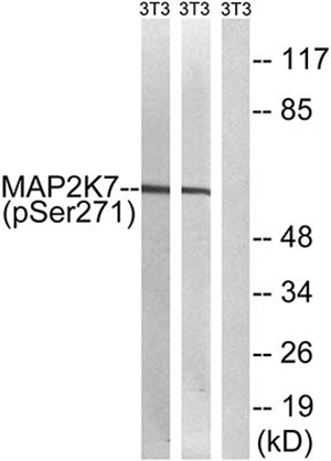 MEK-7 (phospho Ser271) Rabbit Polyclonal Antibody | 兔多抗 | EnkiLife恩玑生命