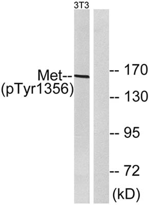 Met (phospho Tyr1356) Rabbit Polyclonal Antibody | 兔多抗 | EnkiLife恩玑生命