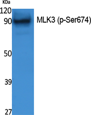 MLK3 (phospho Ser674) Rabbit Polyclonal Antibody | 兔多抗 | EnkiLife恩玑生命