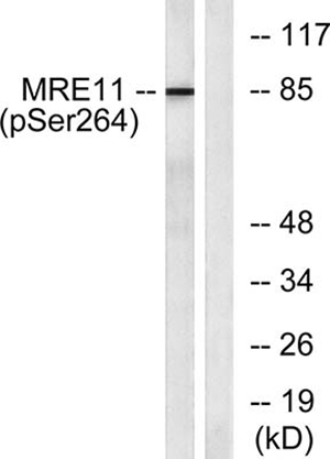 MRE11 (phospho Ser264) Rabbit Polyclonal Antibody | 兔多抗 | EnkiLife恩玑生命