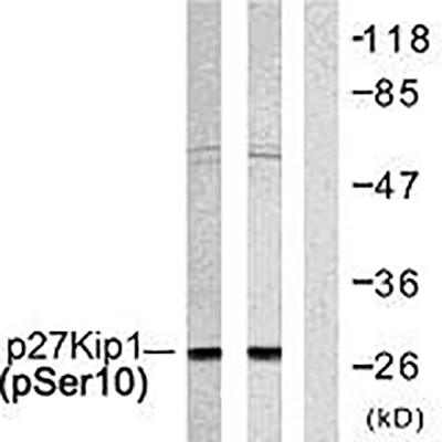 p27 (phospho Ser10) Rabbit Polyclonal Antibody | 兔多抗 | EnkiLife恩玑生命