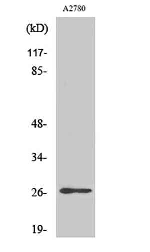 p27 (phospho Ser10) Rabbit Polyclonal Antibody | 兔多抗 | EnkiLife恩玑生命