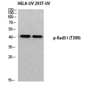 Rad51 (phospho Thr309) Rabbit Polyclonal Antibody | 兔多抗 | EnkiLife恩玑生命
