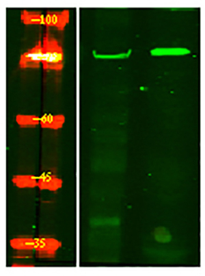 SAMHD1 (phospho-Thr592)  Rabbit Polyclonal Antibody | 兔多抗 | EnkiLife恩玑生命