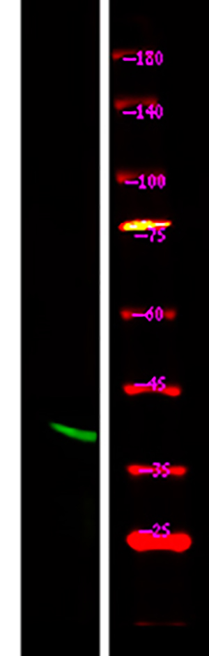 Connexin 43 (Phospho-Ser373) Rabbit Polyclonal Antibody | 兔多抗 | EnkiLife恩玑生命