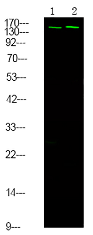 NCoA3 (Phospho-Ser857) Rabbit Polyclonal Antibody | 兔多抗 | EnkiLife恩玑生命