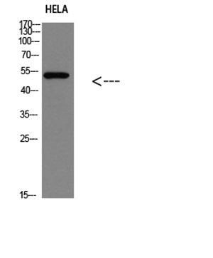 p53(Phospho-Ser366) Rabbit Polyclonal Antibody | 兔多抗 | EnkiLife恩玑生命