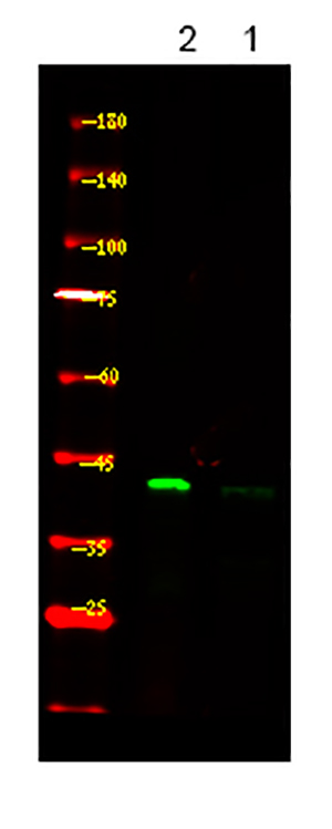 PDHA1/2 (Phospho-Ser293/291) Rabbit Polyclonal Antibody | 兔多抗 | EnkiLife恩玑生命