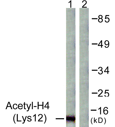 Histone H4 (Acetyl Lys12) Rabbit Polyclonal Antibody | 兔多抗 | EnkiLife恩玑生命